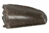 Serrated Dinosaur (Allosaurus) Tooth - Colorado #218324-1